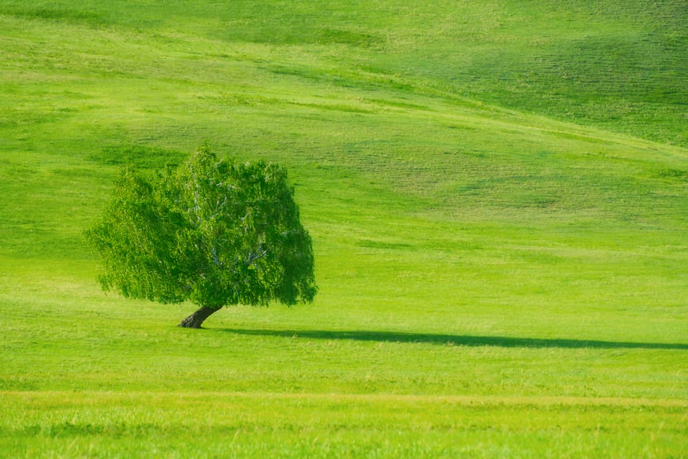 Zašto je trava zelena