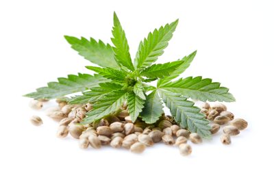 Uzgoj Marihuane iz Semena: Praktični Vodič za Početnike
